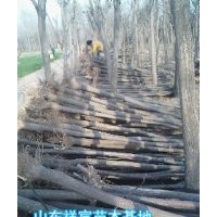 出售5公分6公分8公分一級(jí)國(guó)槐樹(shù)裸根定桿