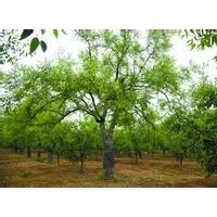 5-15公分大規(guī)格棗樹供應(yīng)中