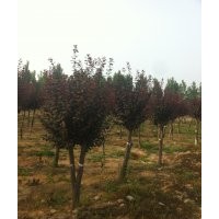海棠3公分-12公分價(jià)格 菏澤