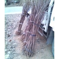 低價(jià)供應(yīng)黃櫨