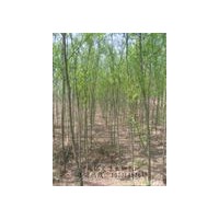 山西供應(yīng)毛白楊 速生楊 柳樹 泡桐 白臘 國槐 法桐 刺槐