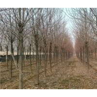 3-20公分新老式白蠟、1-4年帽白蠟、速生白蠟