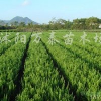 供應塔柏、蜀檜、灑金柏、龍柏、地柏、北京檜