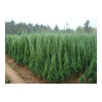 刺柏價格|刺柏小苗價格