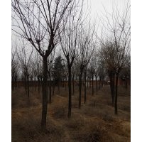 出售國槐、櫻花、法桐、白蠟等