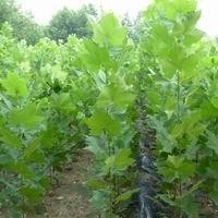 出售新疆楊 油松 樟子松 云杉，柳樹