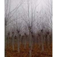 供應(yīng)法桐，造型法桐白蠟等各種綠化苗木