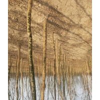 供應(yīng)山貨 6__10公分《北欒 五角楓 暴馬丁香 白蠟 流蘇》