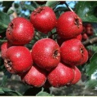 2-8公分占地苗木蘋果樹 山楂樹 桃樹 櫻桃樹 梨樹