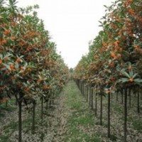 湖南丹桂小苗，湖南紅花丹桂，湖南火紅丹桂，湖南丹桂價格