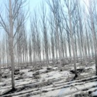 銀中楊15214639518