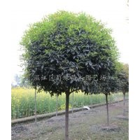 買高桿桂花就到四川桂花樹基地