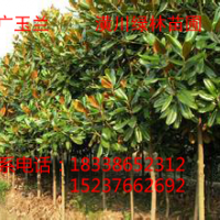 河南潢川綠林苗圃供應(yīng)：紅花繼木、紅葉石楠、桂花、金邊黃楊、金