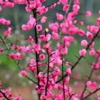 湖南臘梅價格，湖南紅梅價格，湖南綠梅價格