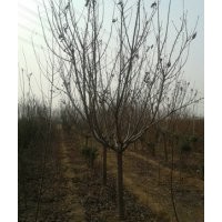 關(guān)山晚櫻、櫻花樹、櫻花樹苗