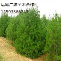 1米以上白皮松出售、低價(jià)優(yōu)惠供應(yīng)