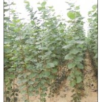 優(yōu)質(zhì)毛白楊繁育基地