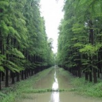 南京中山杉，南京中山杉報(bào)價(jià)