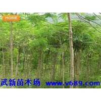 鳳凰木 武新苗木基地