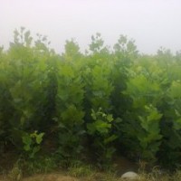 主營(yíng)；1-20法桐。速生法桐。造型法桐。白蠟，國(guó)槐，大葉女貞，垂