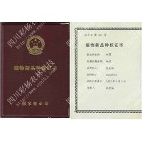 大量供應(yīng)新品彩葉樹(shù)速生楊新一代中華紅霞楊芽孢