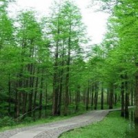 水杉|水杉價格|鹽城水杉|水杉種植|水杉苗|水杉苗圃