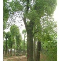 35公分移植香樟－益陽有亮苗木