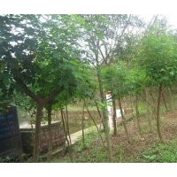 貴州黃花槐，貴陽黃花槐，貴州1-8公分黃花槐