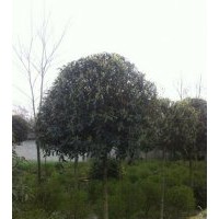 貴州青殿桂花，溫江青殿桂花，貴陽青殿桂花