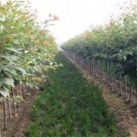 貴州紅花晚櫻，高干日本晚櫻小苗，日本櫻花苗