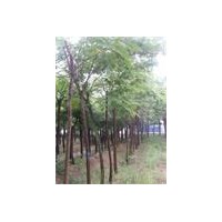 合歡10公分價格