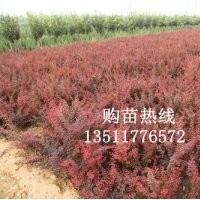 供應:紅葉小檗,金葉女貞,蜀檜,龍柏,連翹,迎春