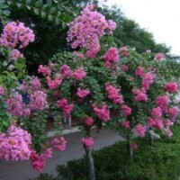 5公分紫薇樹價格