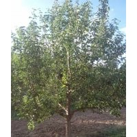 15-18公分京紅海棠樹 八棱海棠