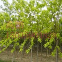 中信苗木供應(yīng)4-8公分優(yōu)質(zhì)刺槐