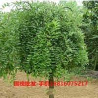 最新國(guó)槐圖片