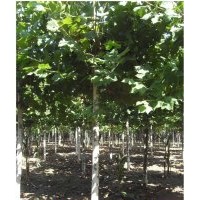 河南地區(qū)法桐便宜.2公分法桐.3公分法桐.4公分法桐批發(fā)優(yōu)惠