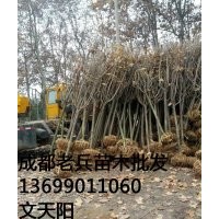 櫻花，哪里有賣