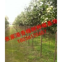 常年供應(yīng)香櫞樹(shù)（香園）