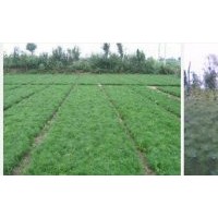 2.5高側(cè)柏_價格￥54.00/棵價格