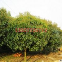 紫葉李苗木價(jià)格，紫葉李價(jià)格