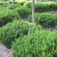 廣玉蘭價格，雪松價格，無患子價格