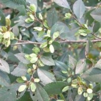 黃連木價格，杜仲價格，廣玉蘭價格