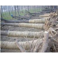 低價(jià)出售國(guó)槐、法桐、白蠟