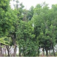 陜西西安皂角 合歡 欒樹(shù) 白皮松