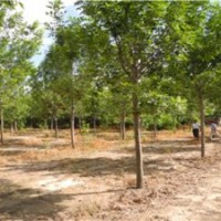 出售國槐、黃金槐、速生國槐 白蠟、 速生白蠟 榆樹 柳樹