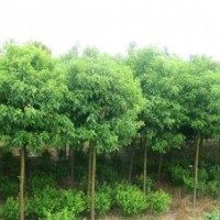 常年供應(yīng)大小規(guī)格國(guó)槐、合歡、法桐、白蠟、柳樹(shù)、欒樹(shù)、銀杏、龍