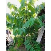 團(tuán)花樹（黃梁木）小苗批發(fā)