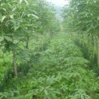 專(zhuān)供七葉樹(shù)大小規(guī)格