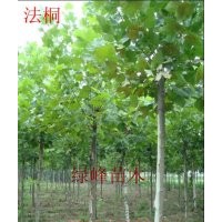 供應(yīng)：1-15公分速生法桐、國槐、白臘、春樹、毛白楊、垂柳、黃柳